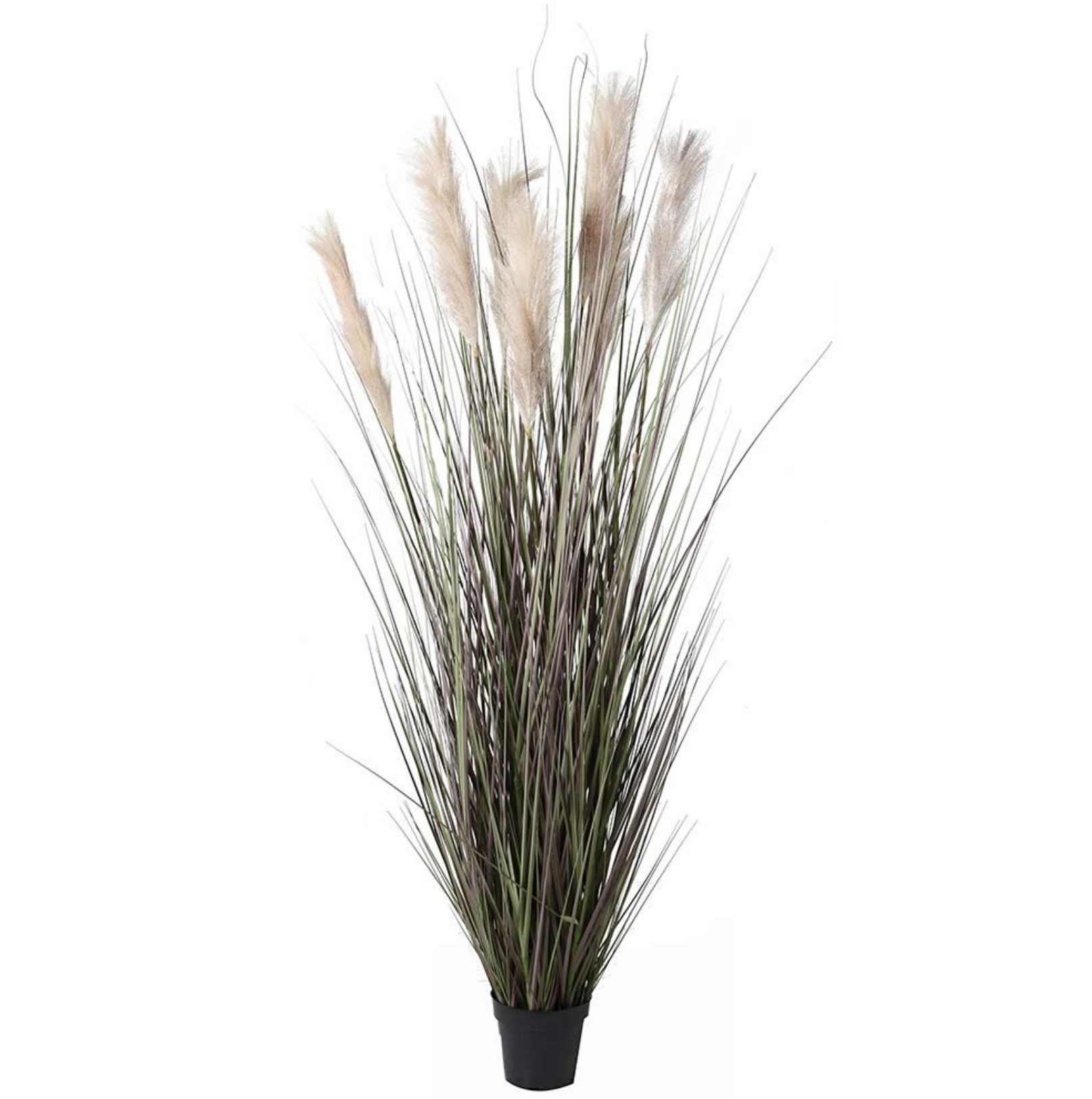 Onion Grass with Wheat Plant - Tall