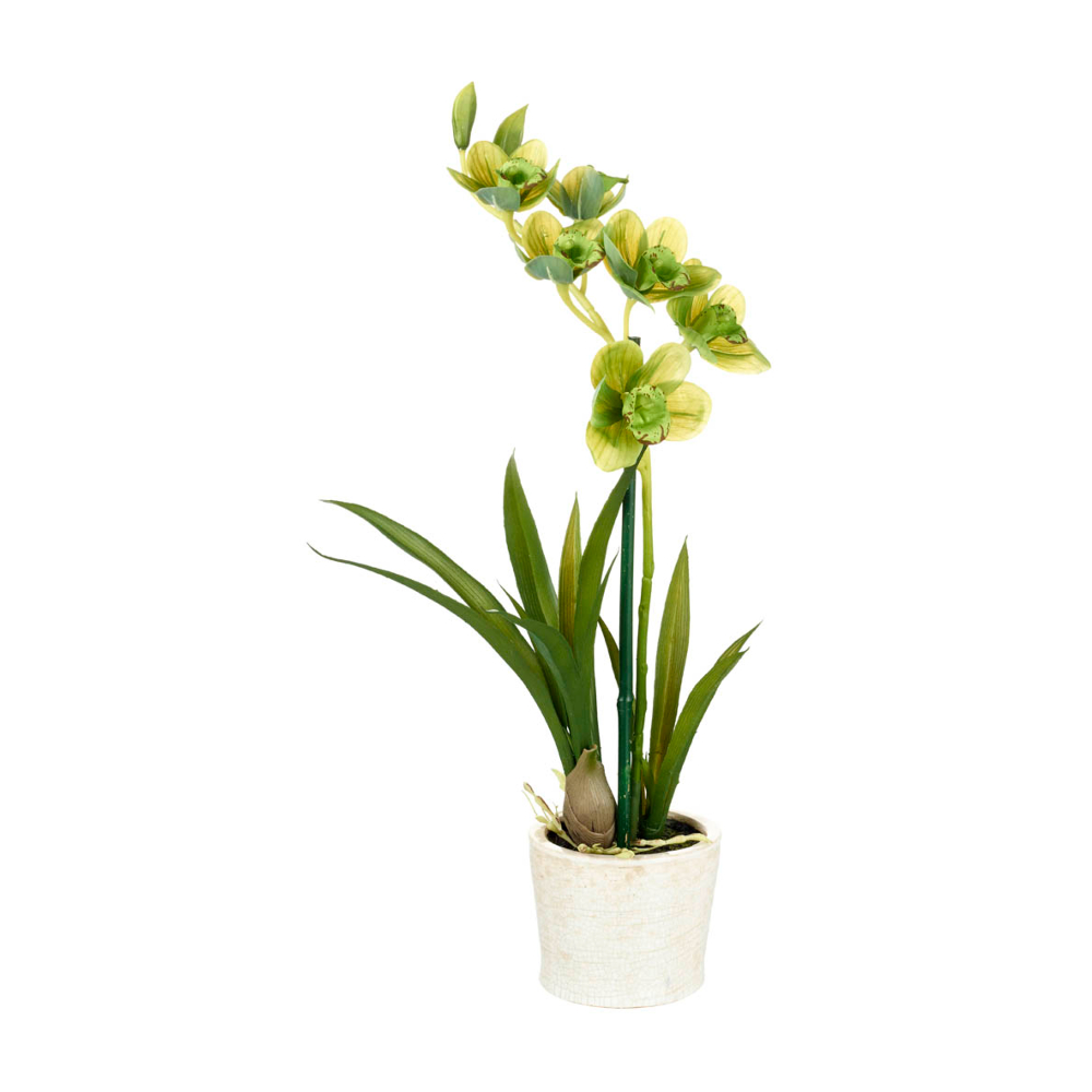 Charming Green Potted Orchid