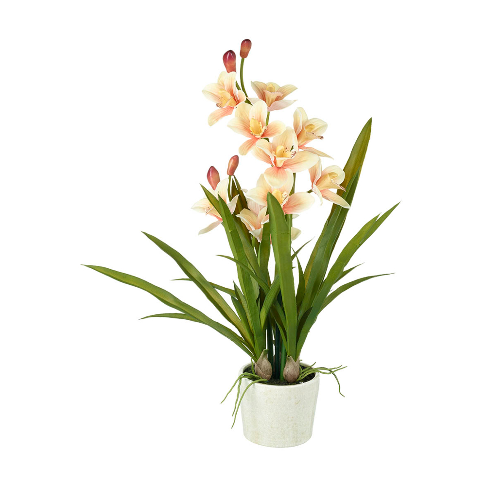 Cymbidium Potted Orchid