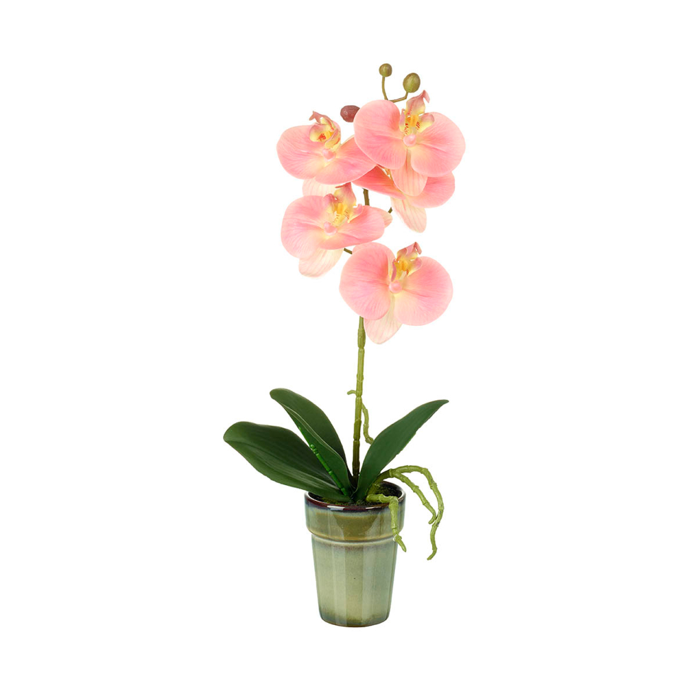 Ethereal Pink Potted Orchid - Small