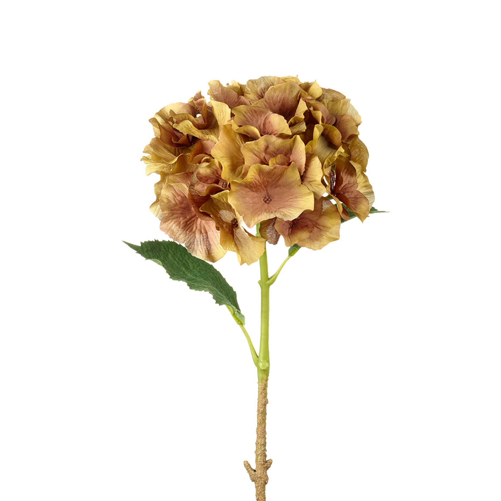 Golden Brown Hydrangea Stem