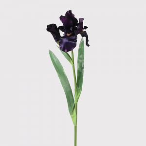 Deep Violet Iris Spray
