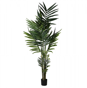 Kentia Palm Plant