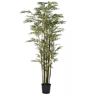 Green Bamboo Plant