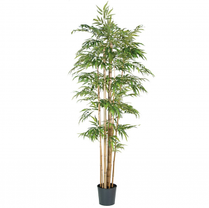 Oriental Bamboo Plant