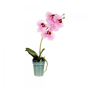 Pretty in Pink Potted Orchid