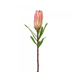 Protea Stem - Pink